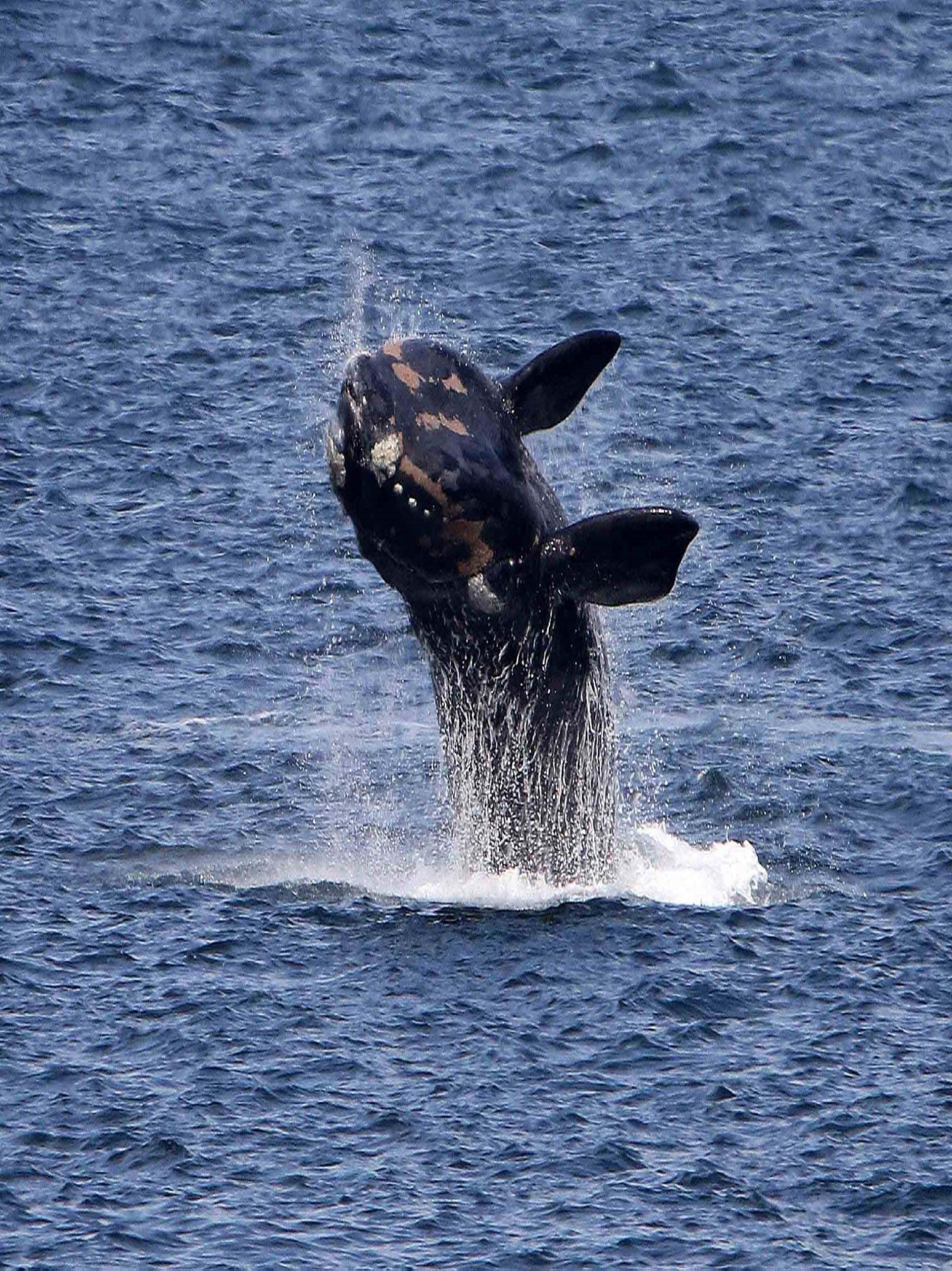 Whale